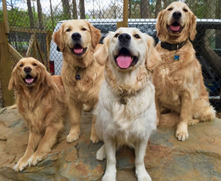 cani golden retriever gruppo