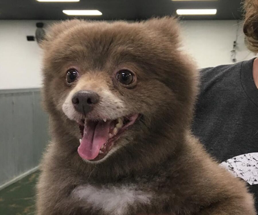 cagnolino come orso bruno