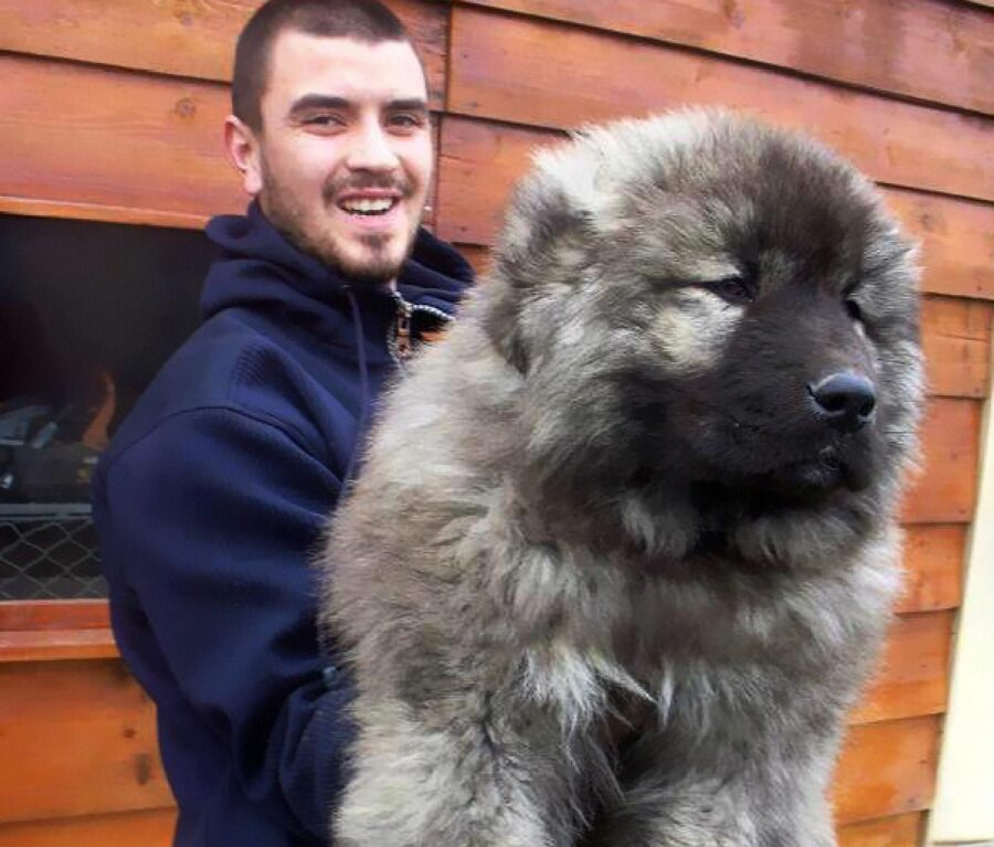 cane pelo grigio scuro