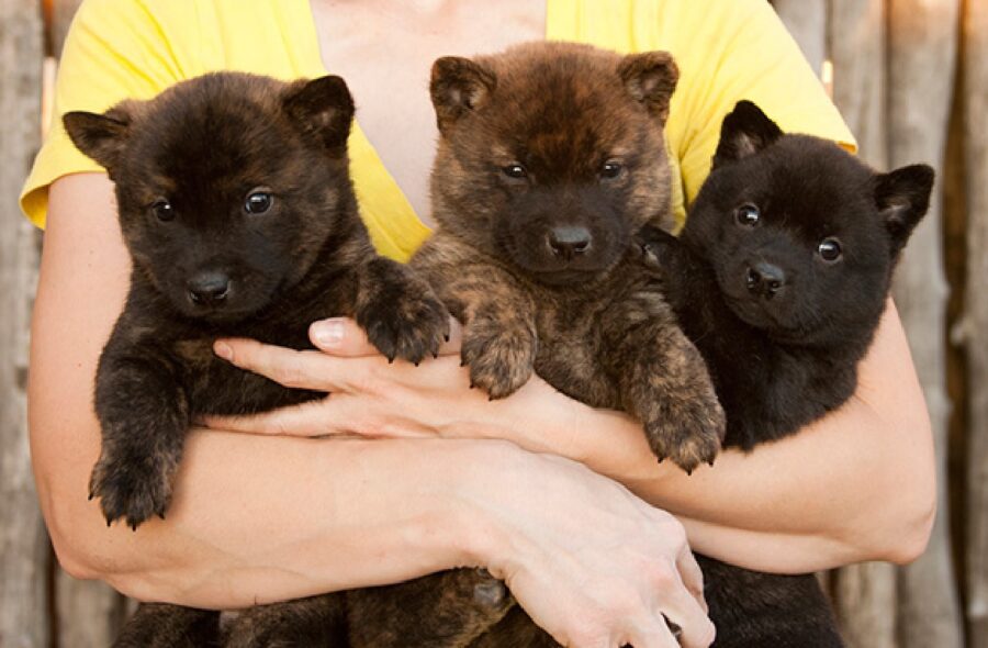 cuccioli di cane trio 