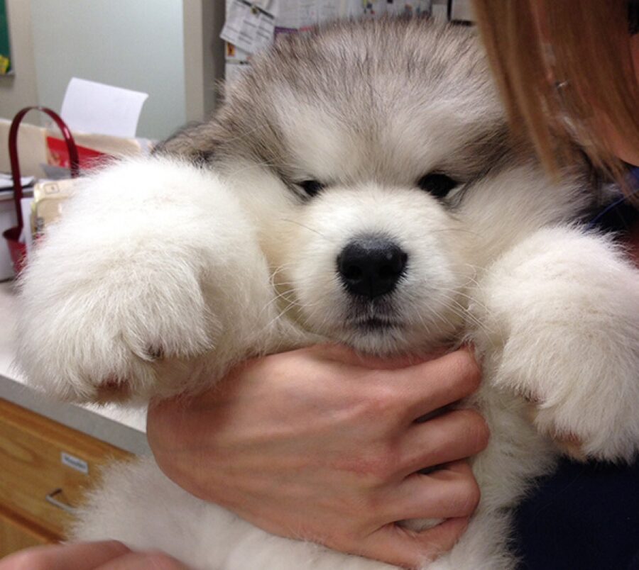 cucciolo alaskan malamute braccio