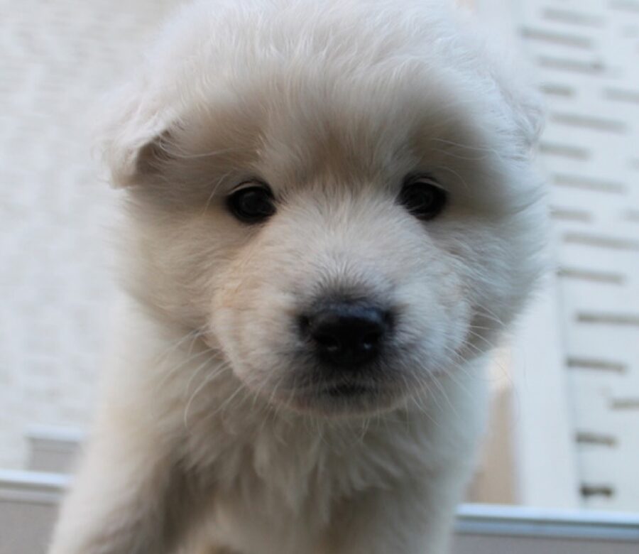 cagnolino mix golden retriever samoiedo