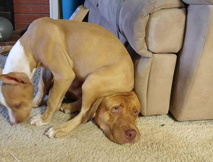 cane siede su altro cucciolo