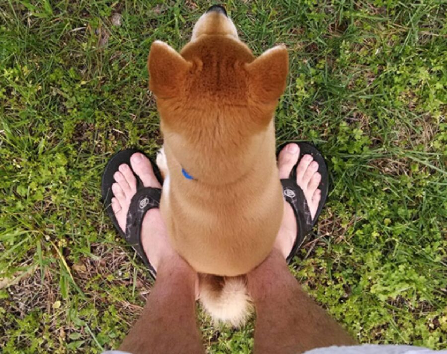 cucciolo vuole sedersi piedi 