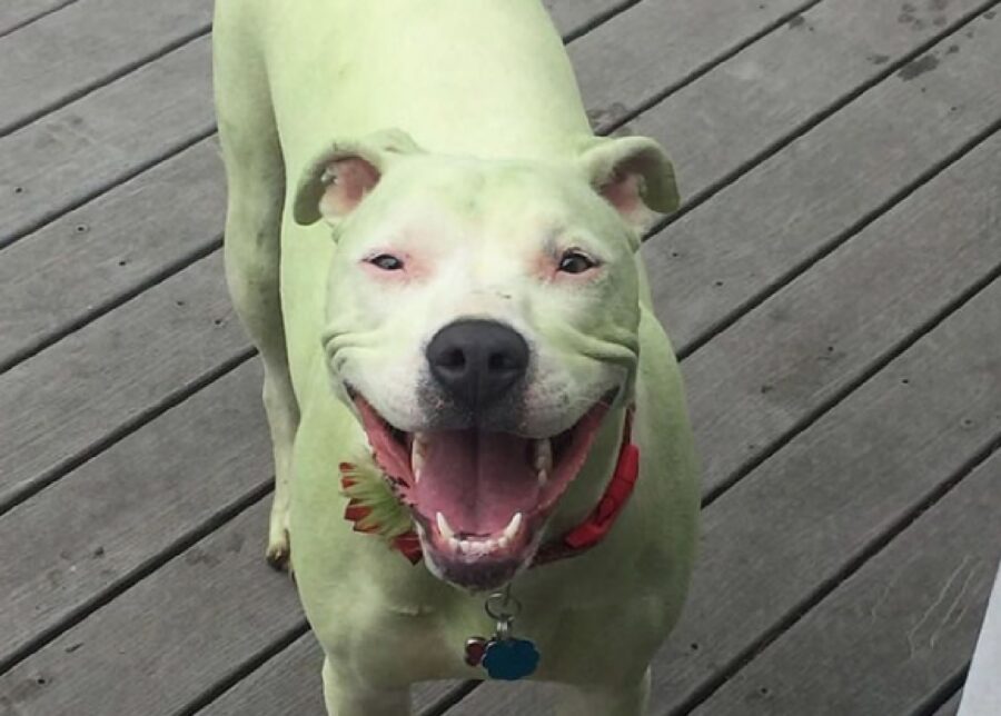 cane pitbull diventato verde