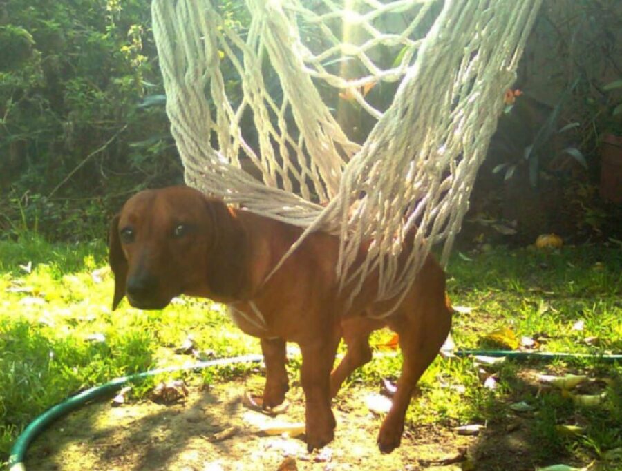 cane intrappolato corde