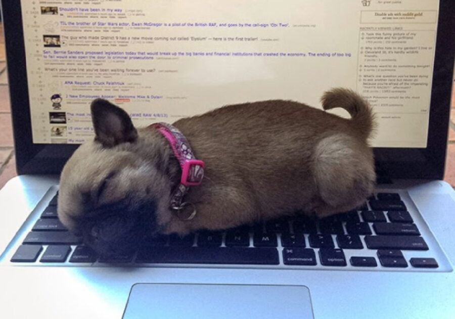 cucciolo addormentato su computer