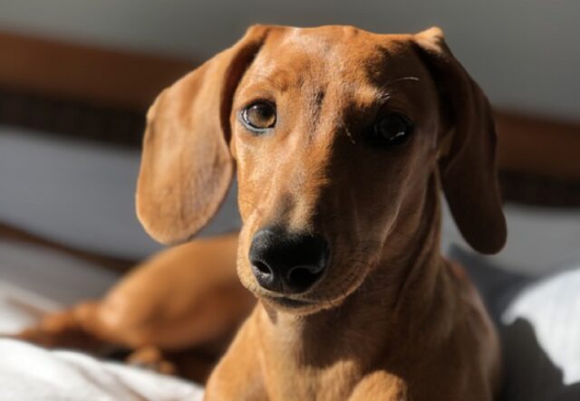 8 foto di cani che danno un valido motivo ai proprietari per sorridere