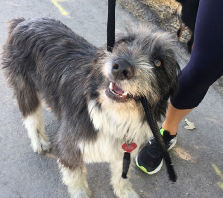 cagnolino regge guinzaglio