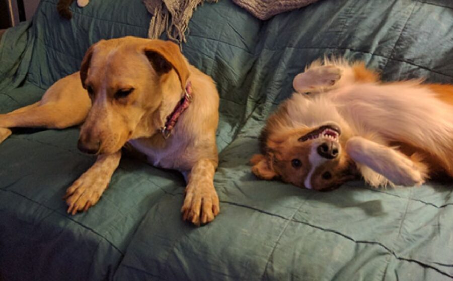 cagnolini umori diversi