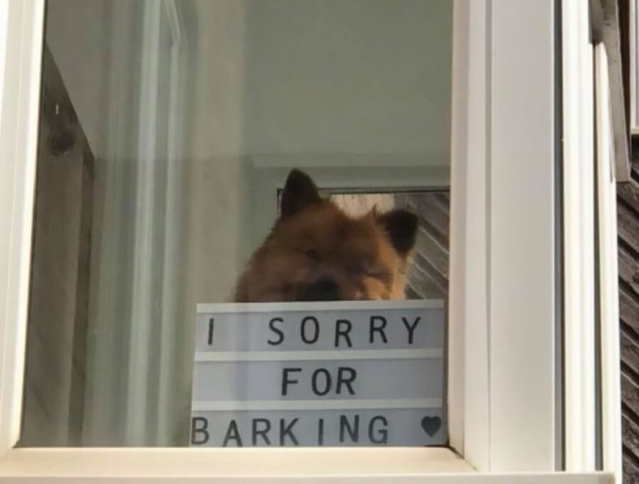 cane si scusa con cartello 