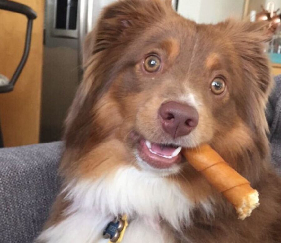 cane con sigaro cibo tra denti