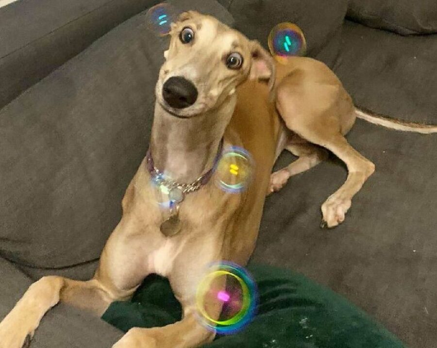 cane faccia stupita per bolle
