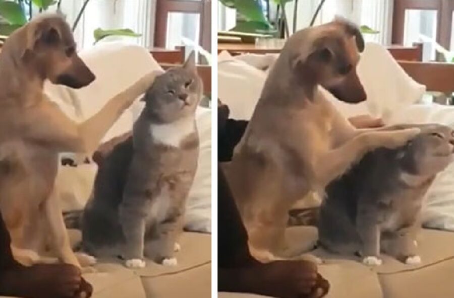 cane cerca di accarezzare gatto