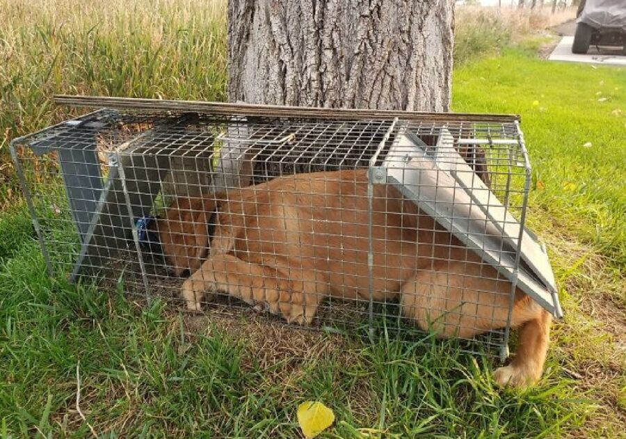 cane gabbietta per procioni