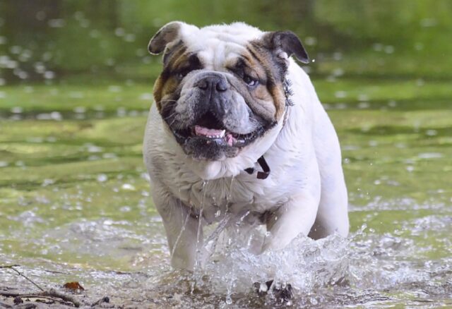 8 foto di cani che in un’altra vita erano dei comici di fama assoluta