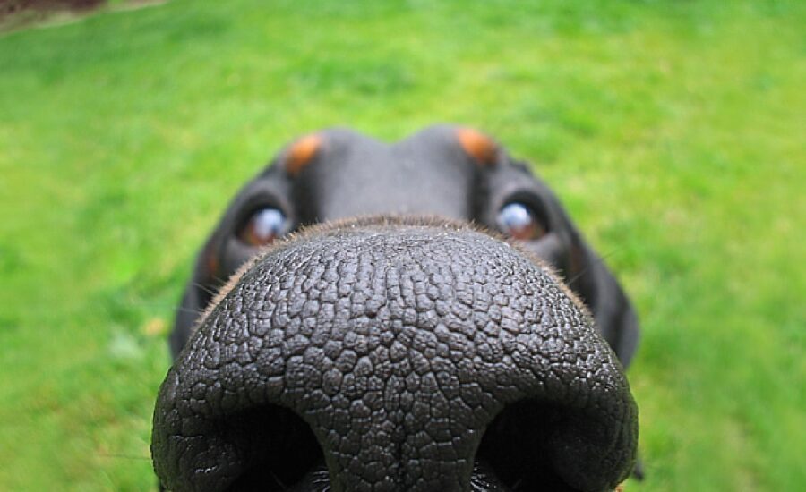 cane naso gigante foto