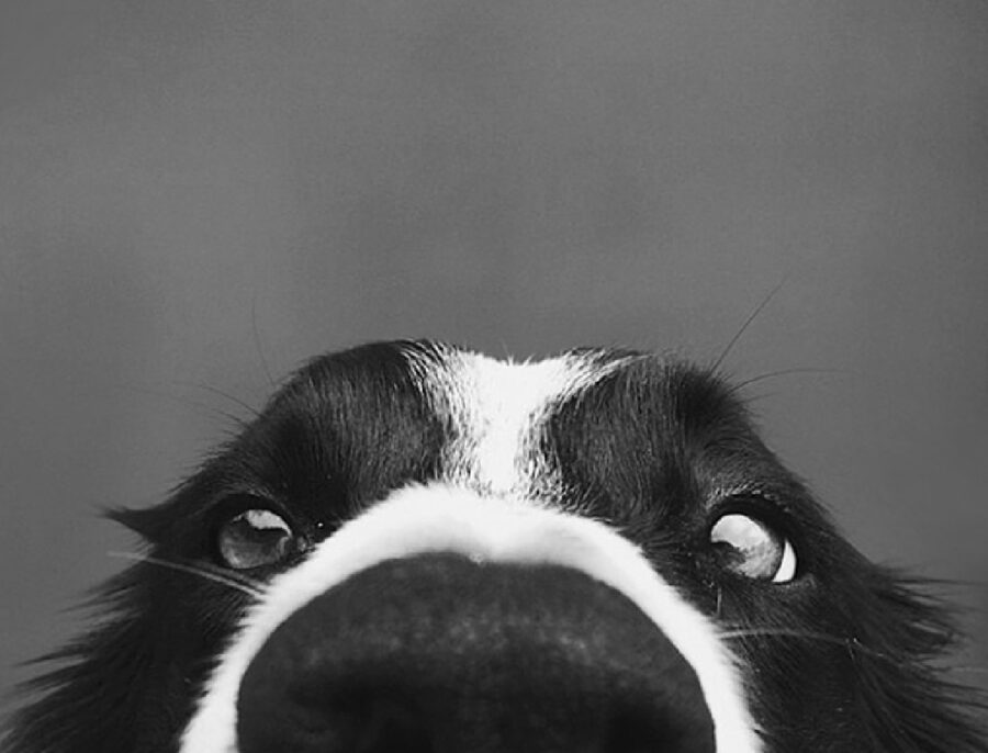cane border collie bianco nero