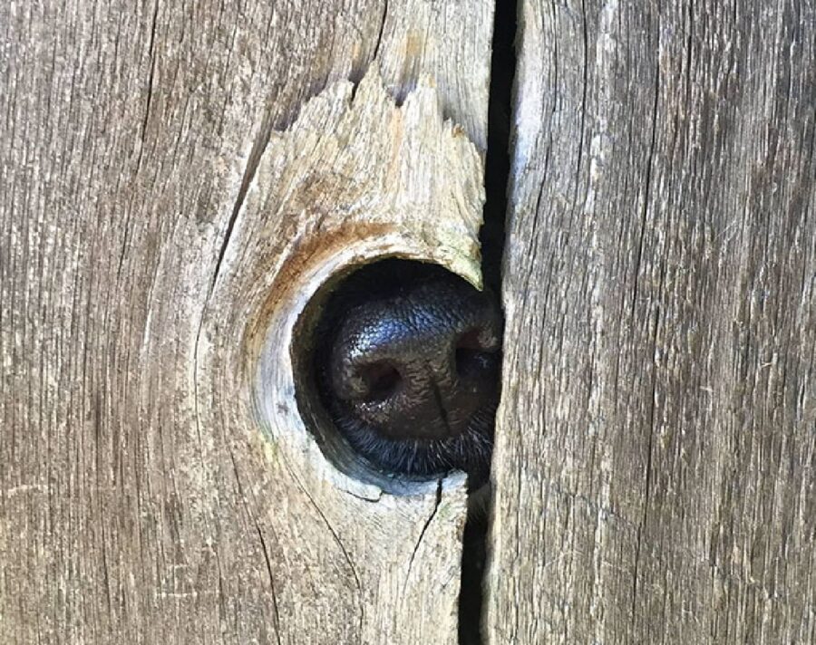 cagnolino infila naso per sapere