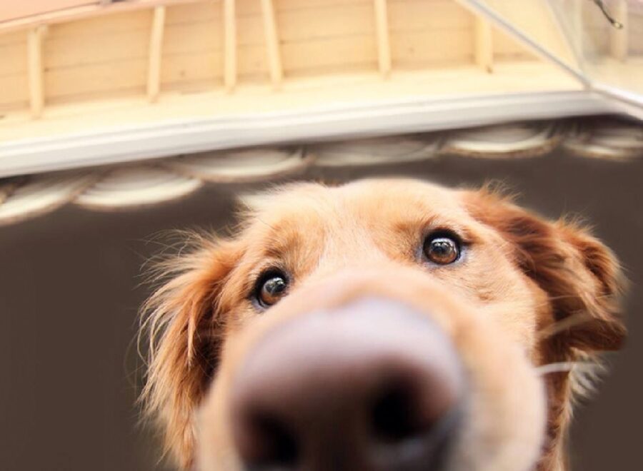 cane primo piano su volto