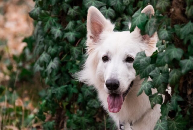 8 foto di cani che insistono per sapere cosa tu stia facendo