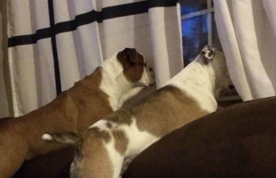 due cani si affacciano finestra