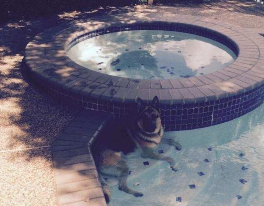 cane pastore tedesco in acqua