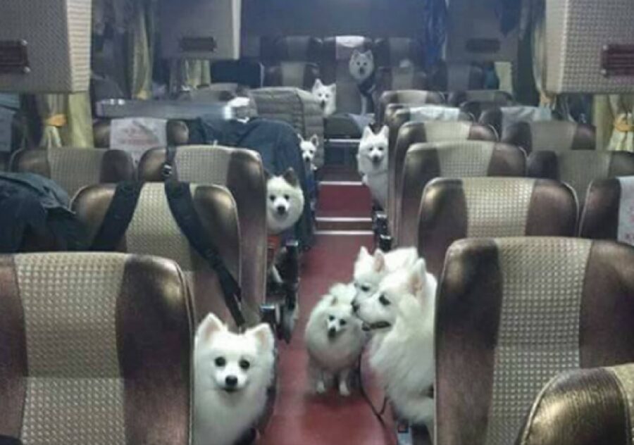 bus colmo di cani volpini