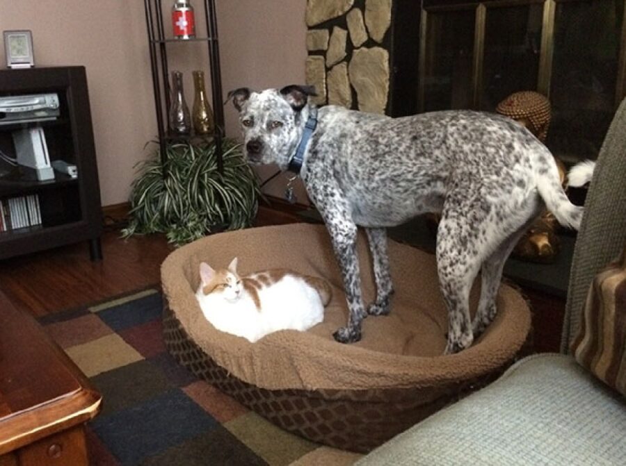 cagnolino cuccia con gatto sopra