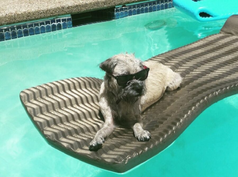 cane si diverte in piscina