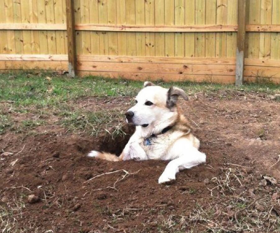 cane sbuca fuori da terra