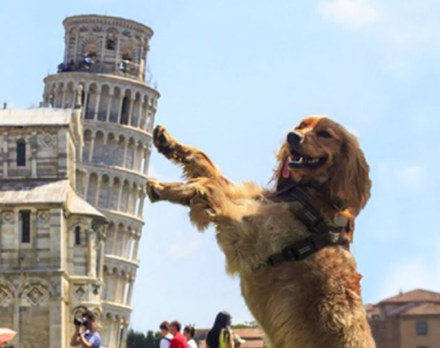 cane sorregge torre di pisa