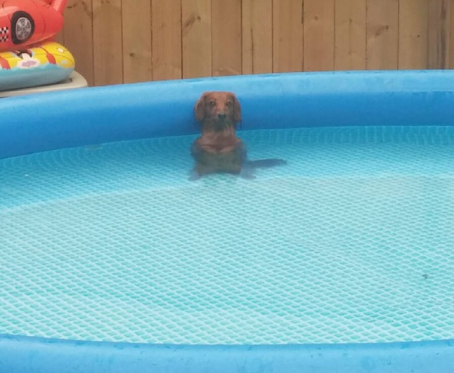 cagnolino si gode piscina