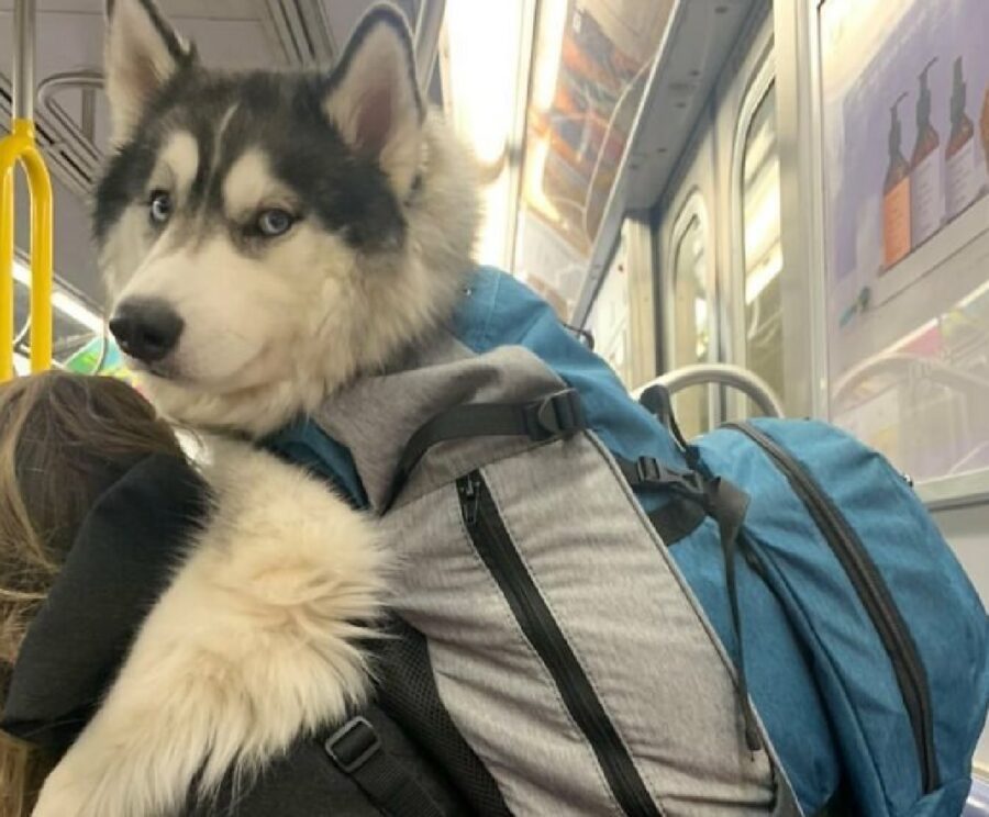 cane husky borsa dietro