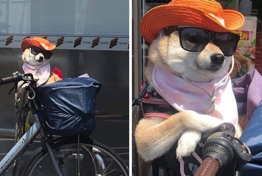 cagnolino cappello arancione