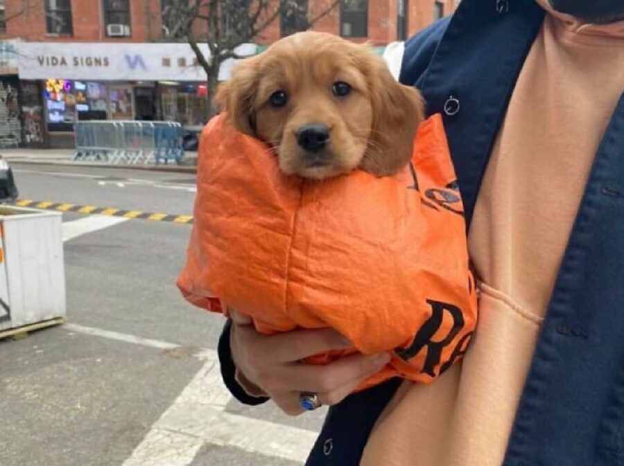 cucciolo golden borsa arancione