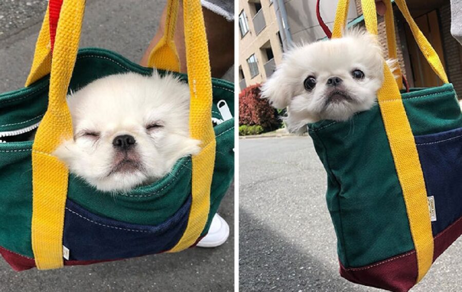 cagnolino bianco muso piccolo