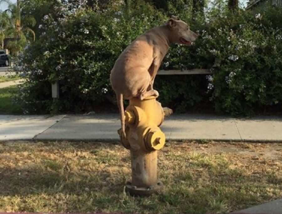 cane sopra idrante colore giallo