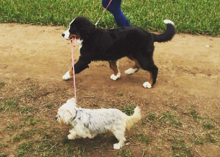 cane porta a spasso altro cane