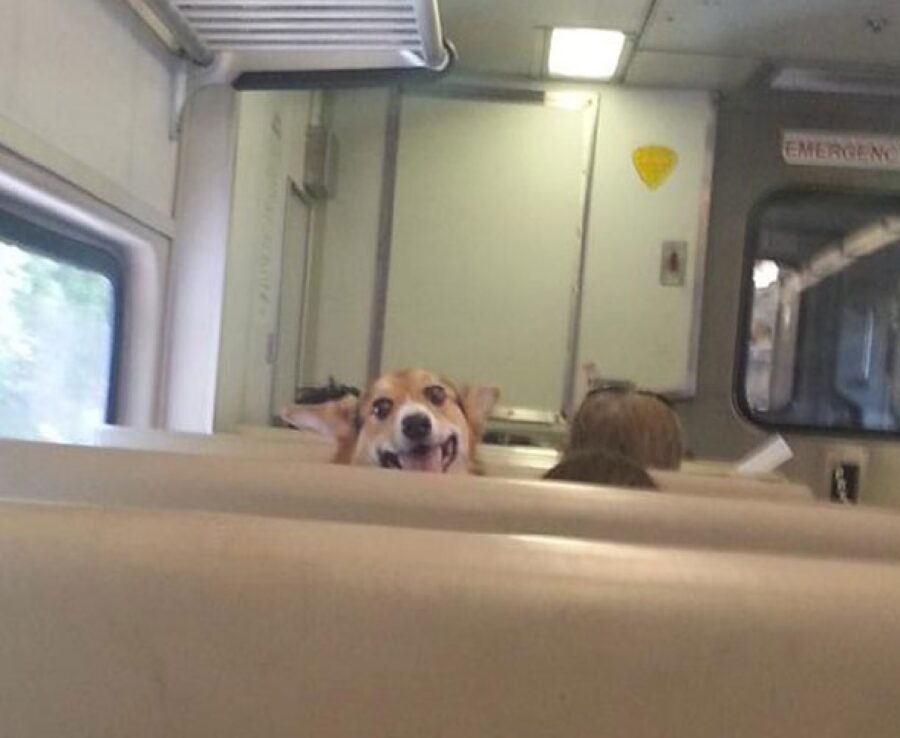 cane saluta passeggero dentro treno