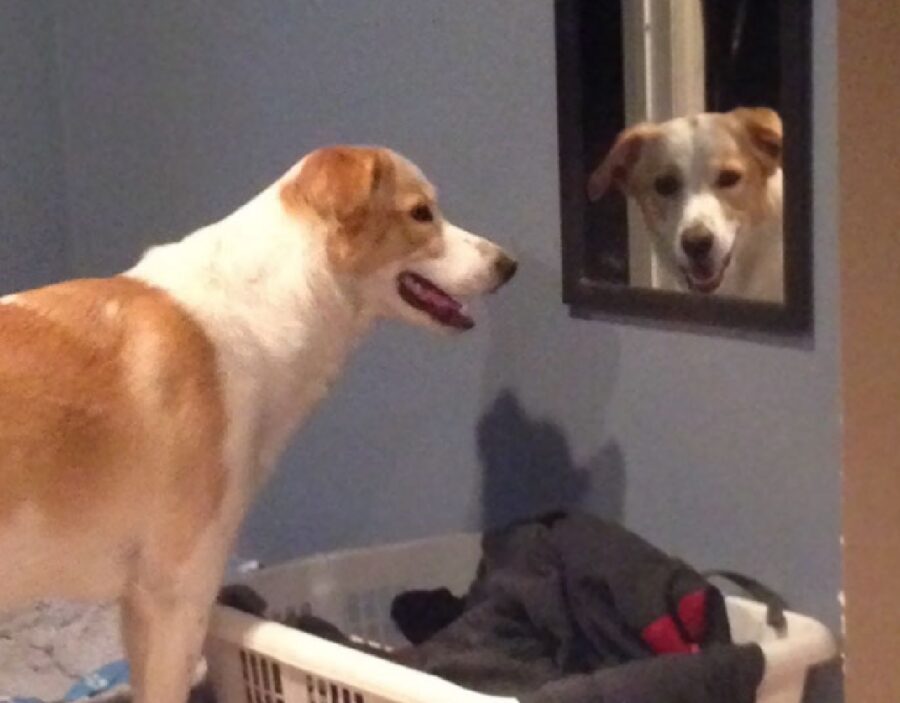 cagnolino si guarda allo specchio