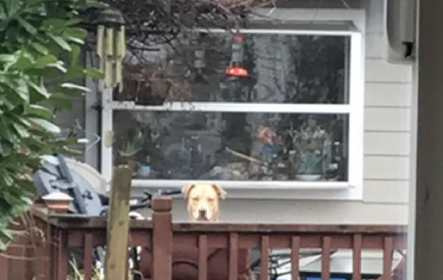 cane del vicino spia sempre
