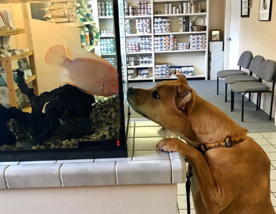 cane saluta pesce dentro acquario