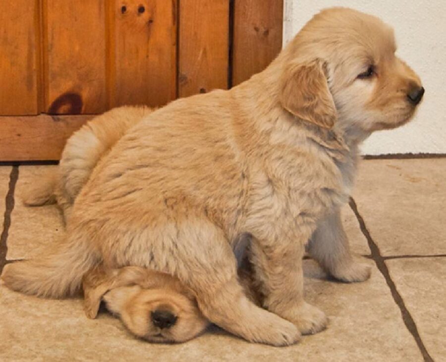 cagnolini fratelli posizioni