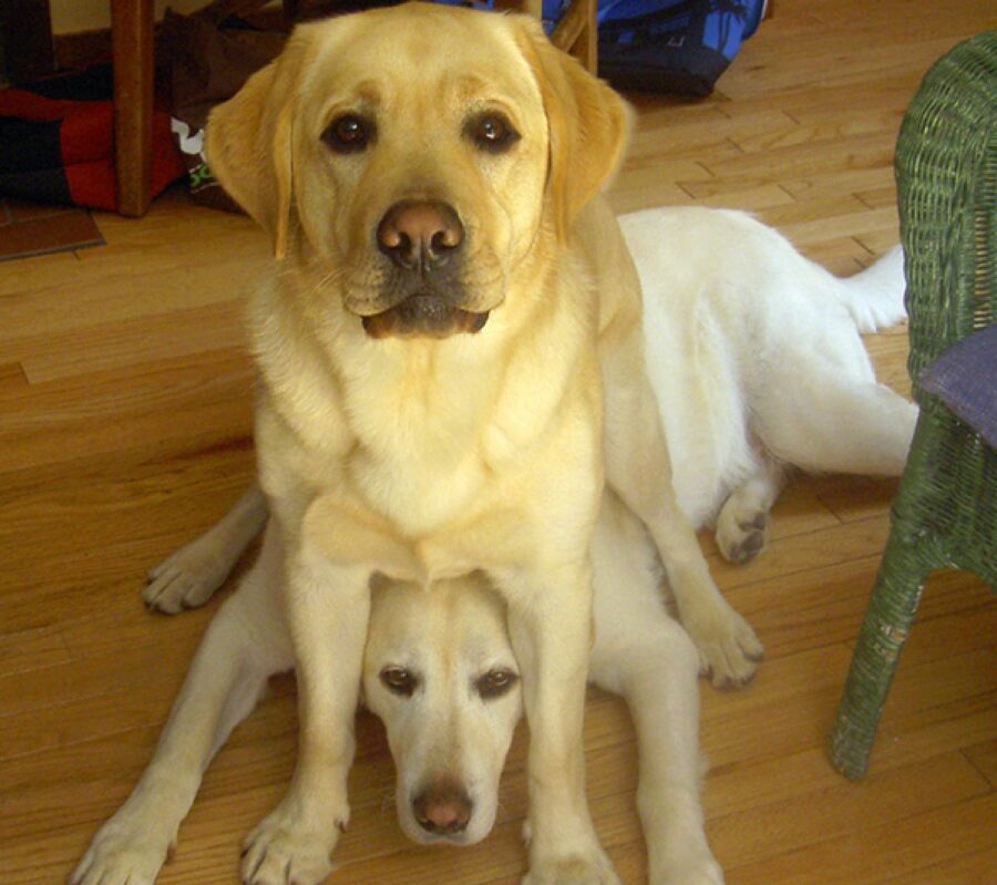 cane labrador seduto testa altro cane