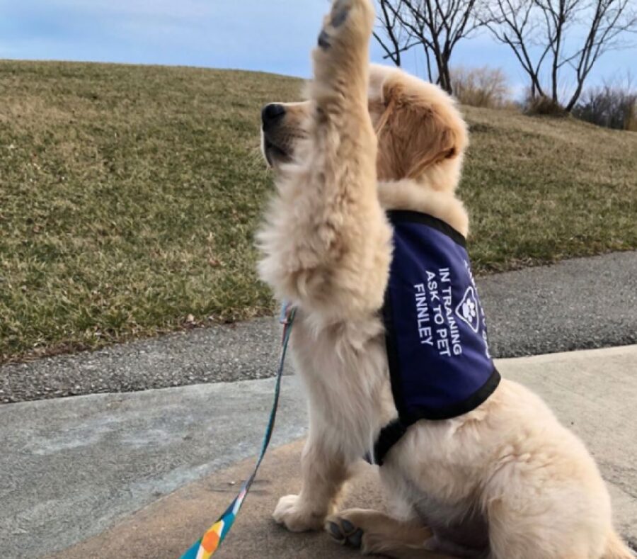 cagnolino addestrato alza zampa