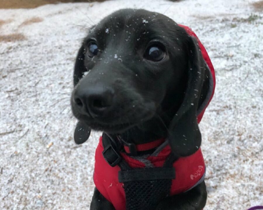 cucciolo si gode primo giorno di neve
