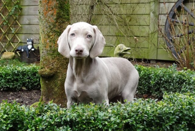 8 foto di cani che sanno come farsi riconoscere in ogni momento