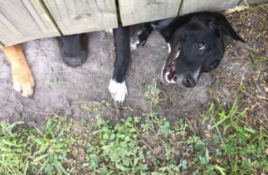 cane nero cerca di passare staccionata