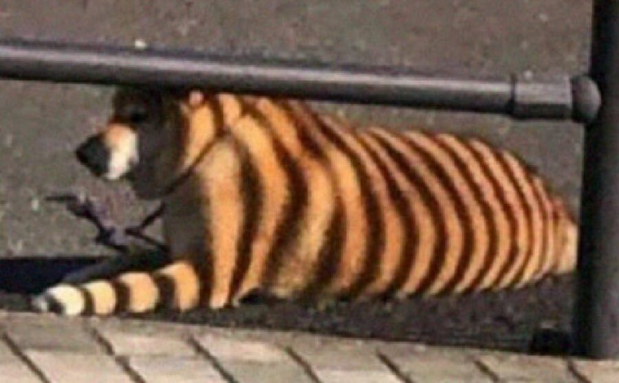 cane ombra lo fa sembrare tigre